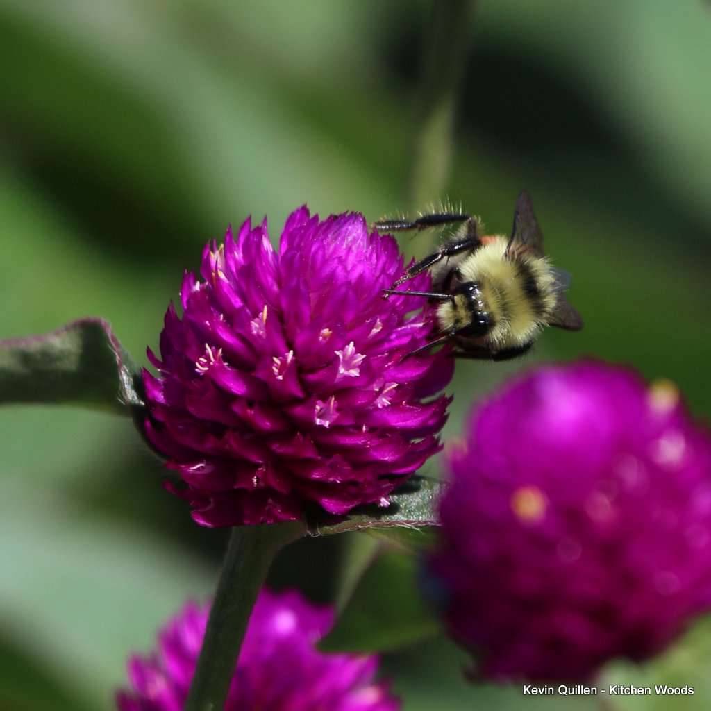 Bee on Purple Globe Amaranth Flower #1 - Square Format